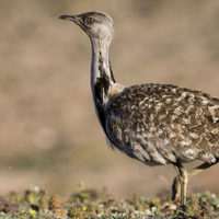 Rare Bustard Bird