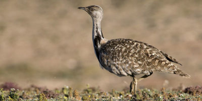 Rare Bustard Bird