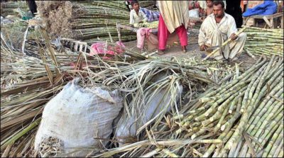 Sugarcane