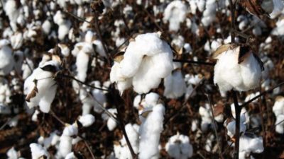 Cotton