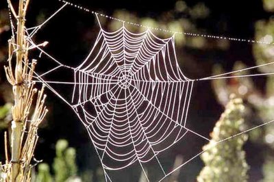 Spider Web