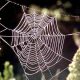 Spider Web