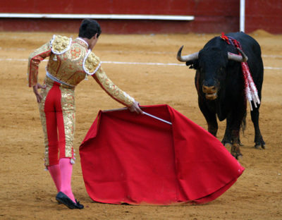 Bull Fighting