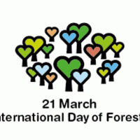 International Forest Day