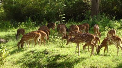 Wildlife in Pakistan