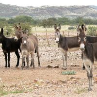 Donkeys