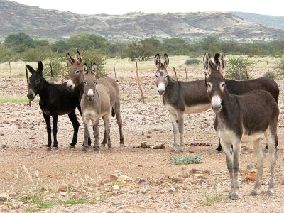 Donkeys