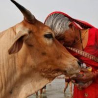 Indian Cow