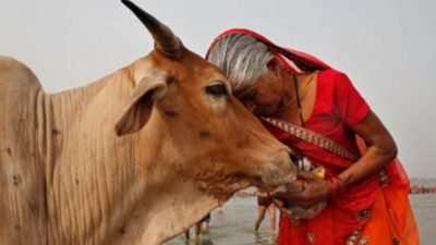 Indian Cow