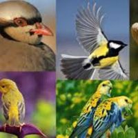 International Migratory Birds Day