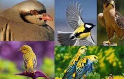 International Migratory Birds Day