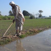 Pakistan Farmer