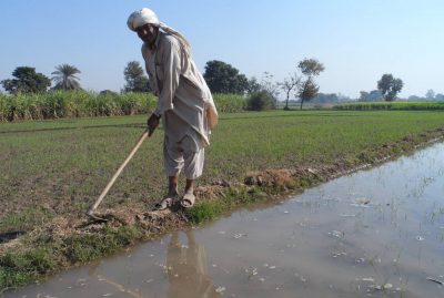 Pakistan Farmer