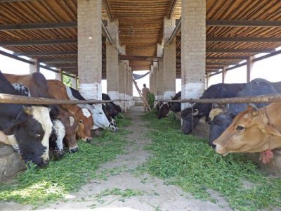 Livestock Farmers