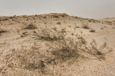 Dry Plants