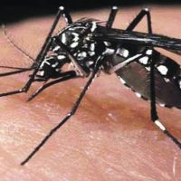 Dengue Mosquito