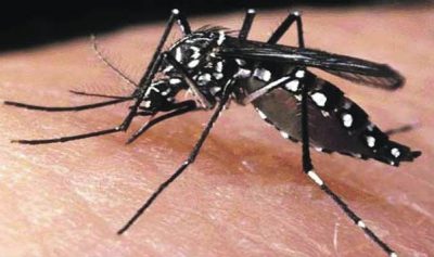 Dengue Mosquito