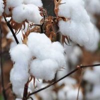 Cotton