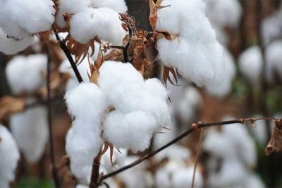 Cotton