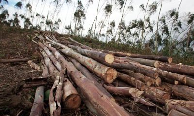 KPK Trees