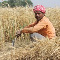 Farmers - Wheat