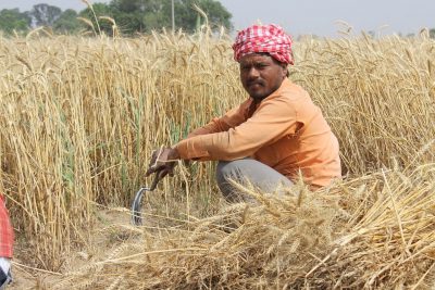 Farmers - Wheat