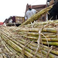 Farmers - Sugarcane