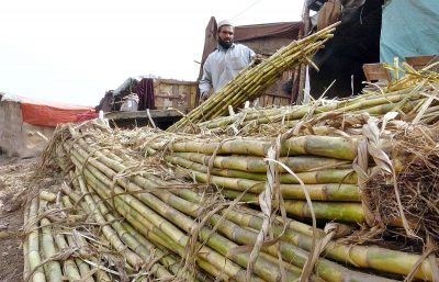 Farmers - Sugarcane