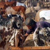 Cattle Market