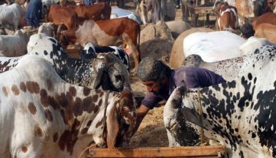 Cattle Market