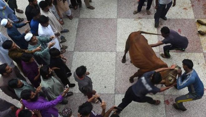 سنت ابراہیمی پر عمل کرتے ہوئے قربانی کا آج آخری روز، سرکاری چھٹیاں ختم