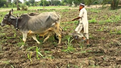 Farmer