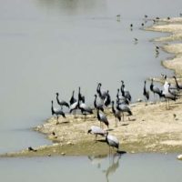 Refugee Birds