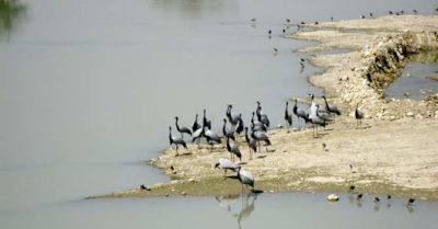 Refugee Birds