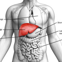 Liver