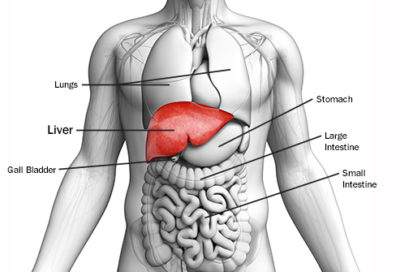 Liver