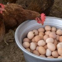 Chicken Eggs Business