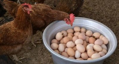 Chicken Eggs Business