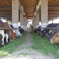 Dairy Cattle Farmers