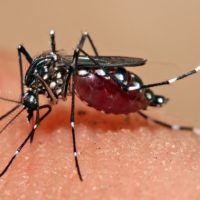 Dengue Mosquito