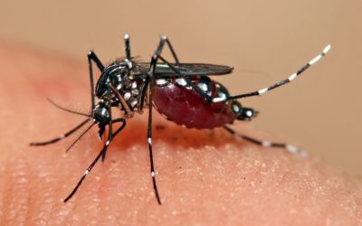 Dengue Mosquito