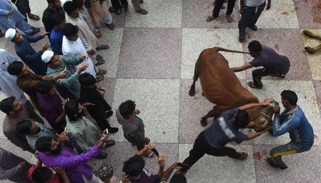 ملک بھر میں عید کے دوسرے روز بھی جانوروں کی قربانی کا سلسلہ جاری