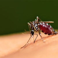 Dengue