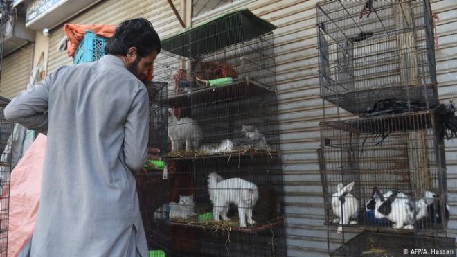 پاکستان لاک ڈاؤن، پنجروں میں بند سینکڑوں جانور ہلاک