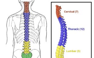 ریڈھ کی ہڈی Vertebral Column