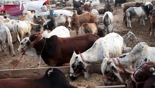 جانچ پڑتال کے بعد قربانی کے جانور خریدے جائے، مولانا نعمان نعیم